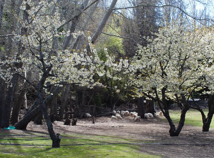 Campo en venta