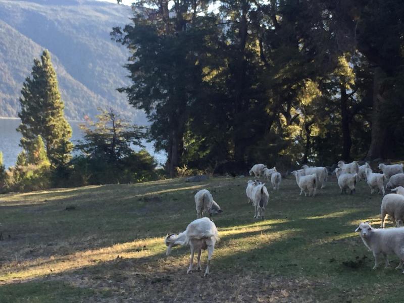 Campo en venta